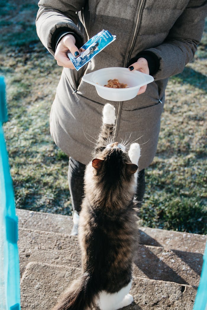 about-img A woman in a coat feeds a playful tabby cat outdoors on a sunny day.